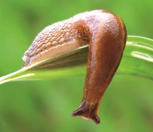 Deroceras agreste
(Field Slug)