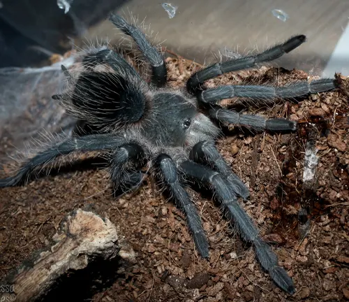 Large tarantula with salmon pink coloration, known for its aggressive behavior.
