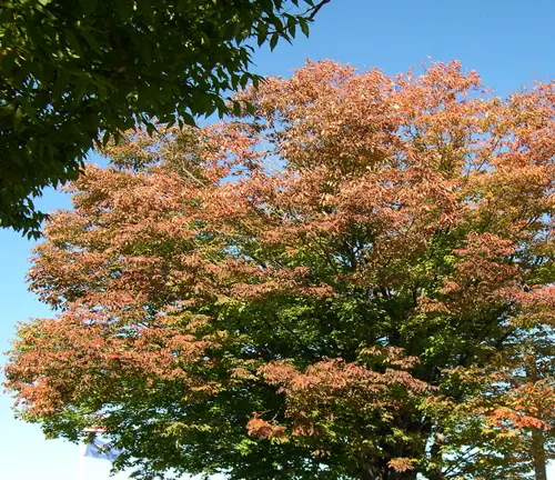 Full tree with leaves turning autumn colors against a blue sky