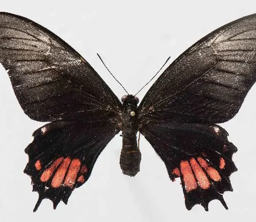 Papilio garleppi
(Garlepp's Giant Swallowtail)
