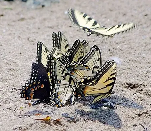 Eastern Tiger Swallowtail butterfly feeding