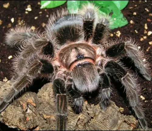 A Curly Hair Tarantula perched on a piece of wood.