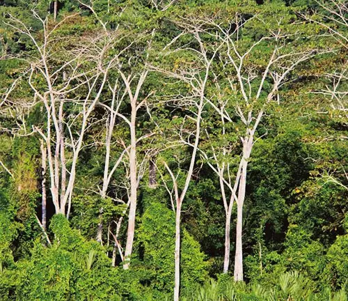 Leafless pale trees standing above dense green tropical undergrowth