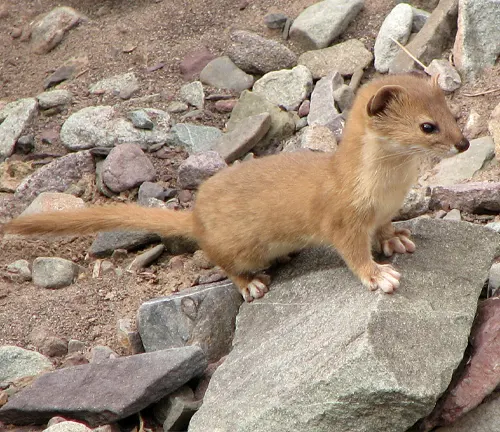 Mountain Weasel
(Mustela altaica)