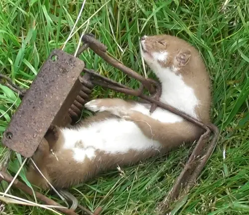 A stoat resting on a metal object. Learn about the conservation status and threats to stoats.