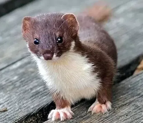 Least Weasel
(Mustela nivalis)