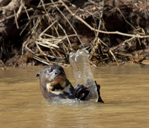 A river otter, labeled as a "Giant Otter", holds a plastic bottle in its mouth.