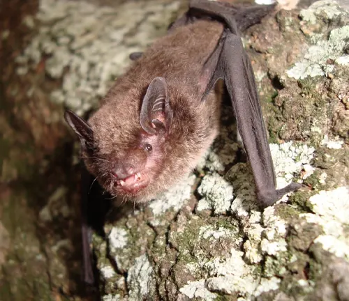 Eptesicus bottae
(Brazilian Brown Bat)