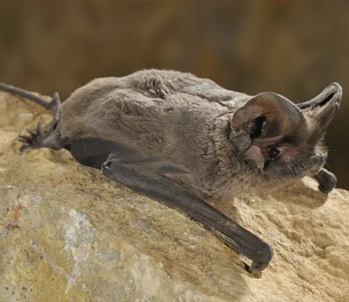 European Free-tailed Bat
(Tadarida teniotis)