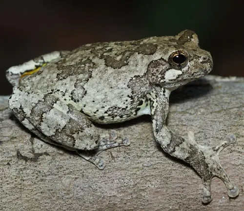 Gray Tree Frog
(Hyla versicolor)