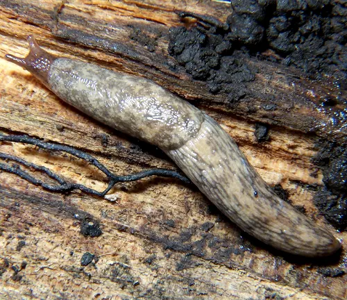 Grey Field Slug
(Deroceras praecox)