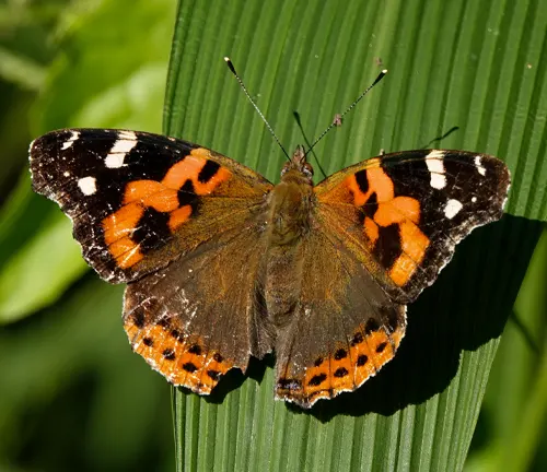 Indian Red Admiral
(Vanessa indica)