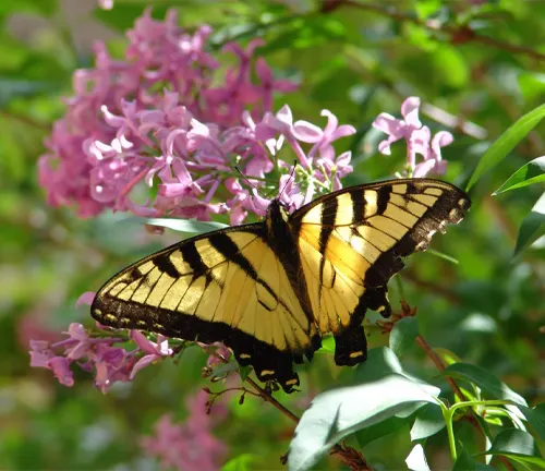 "Close-up of an Eastern Tiger Swallowtail butterfly perched on a flower in a garden."