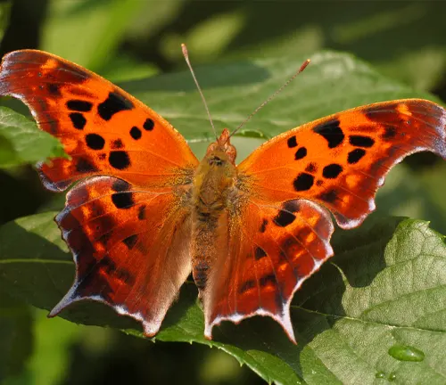 Question Mark Butterfly
(Polygonia interrogationis)