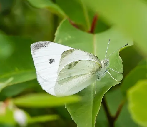 Pieris rapae
(Small White Butterfly)