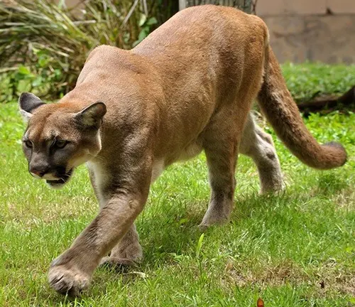 Florida Panther
(Puma concolor coryi)