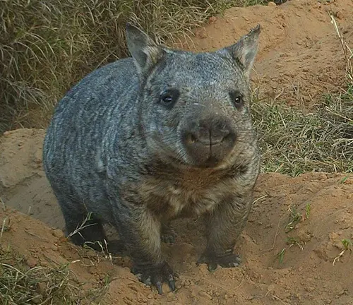 Northern Hairy-Nosed Wombat 
(Lasiorhinus krefftii)