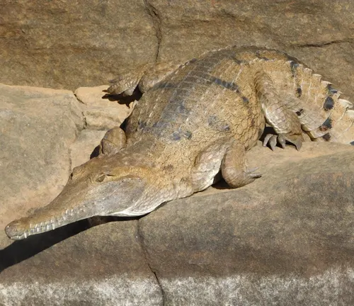 Crocodylus johnstoni 
(Freshwater Crocodile)