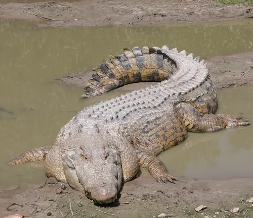 Saltwater Crocodile
(Crocodylus porosus)