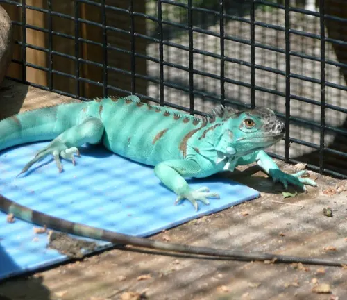 Blue Axanthic Iguana