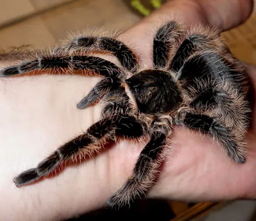 A Curly Hair Tarantula, a large spider, calmly sits on a person's hand.