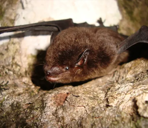 Eptesicus chiriquinus
(Chiriquinan Brown Bat)