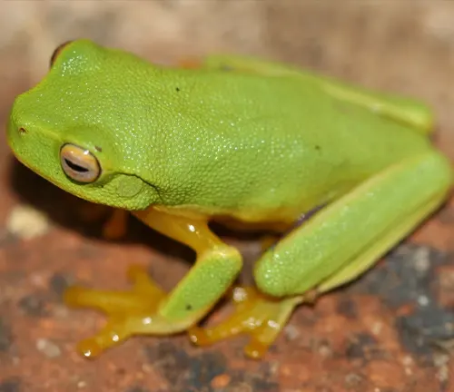 Dainty Green Tree Frog
(Litoria gracilenta)