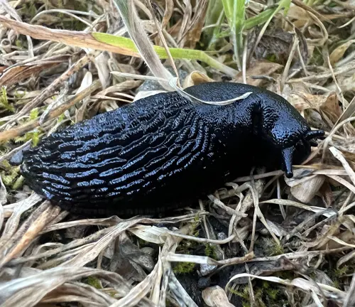 Large Black Slug
(Arion ater)