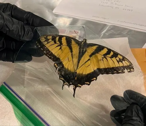A plastic bag containing a Citizen Science "Eastern Tiger Swallowtail" butterfly.