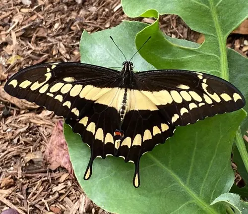 Giant Swallowtail
(Papilio cresphontes)