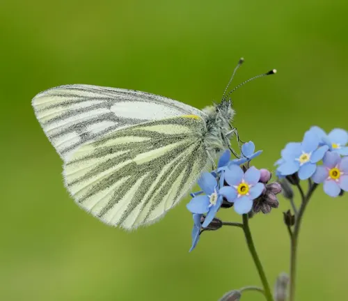 Pieris napi
(Green-veined White Butterfly)
