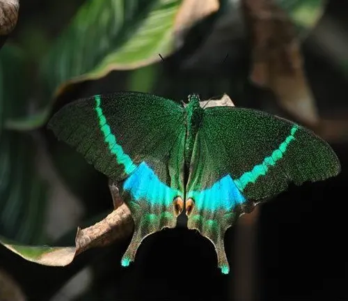 Indian Peacock
(Papilio polyctor)