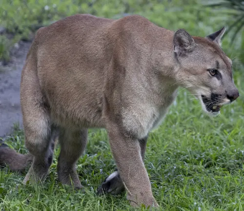 Northern Cougar
(Puma concolor couguar)