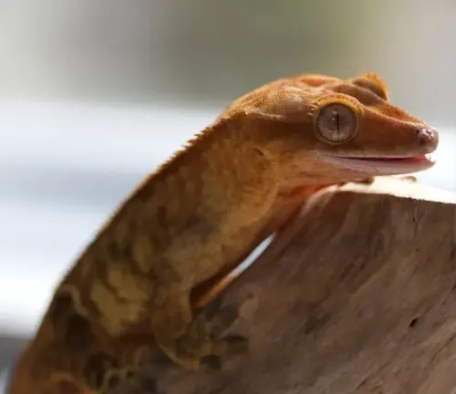 A guide to selecting a Crested Gecko: consider size, color, temperament, and habitat needs before bringing one home.
