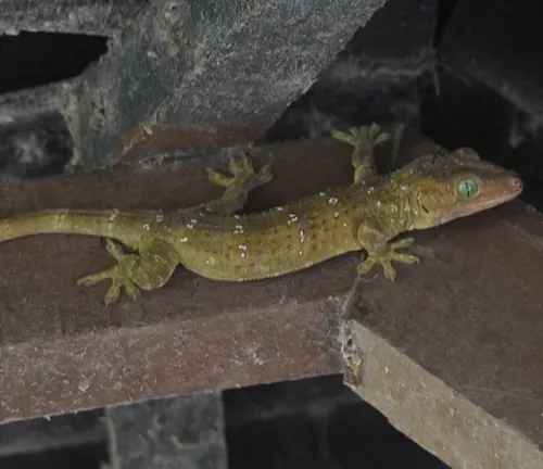 Banded Gecko
(Gekko smithii)