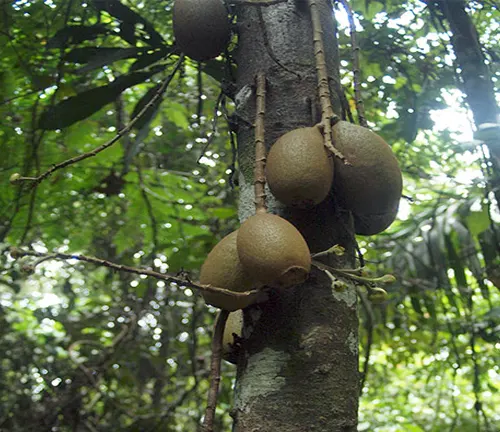 Round brown fruits growing on the trunk of a tree in a tropical forest
