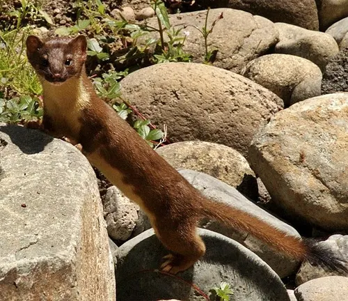 Long-tailed Weasel
(Mustela frenata)