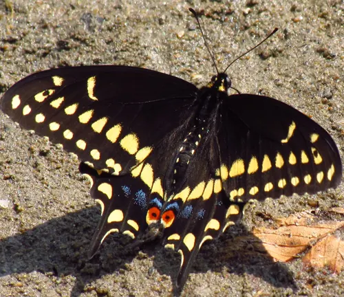 Black Swallowtail
(Papilio polyxenes)