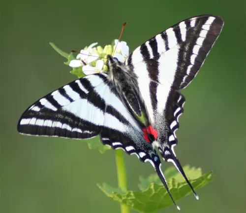 Zebra Swallowtail
(Eurytides marcellus)
