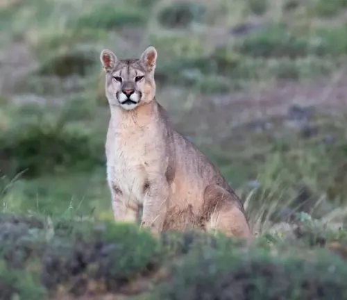 Southern Cougar
(Puma concolor anthonyi)