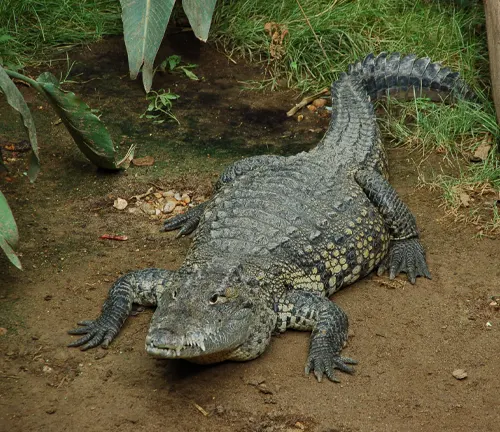 Morelet's Crocodile
(Crocodylus moreletii)