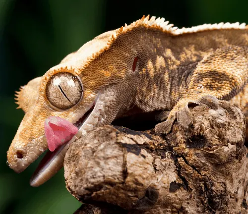 A Crested Gecko sticking out its tongue on a branch