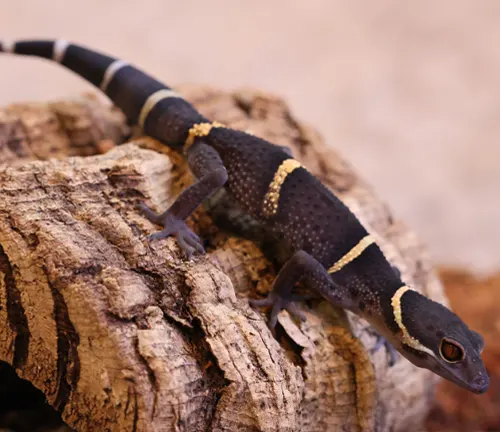 Chinese Gecko
(Gekko chinensis)