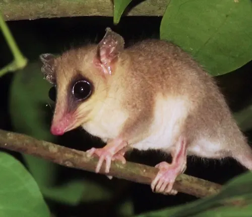 Mexican Mouse Opossum
(Marmosa mexicana)