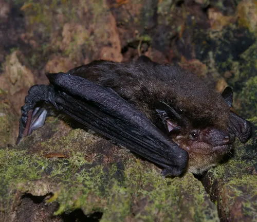 Eptesicus furinalis
(Argentine Brown Bat)