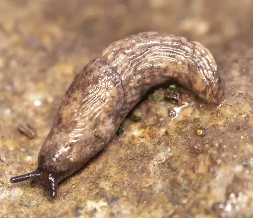 A gray garden slug slowly crawls on a rock.