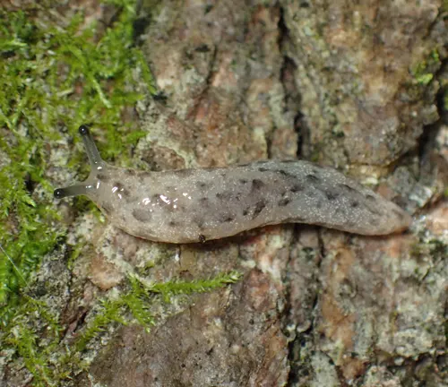 Variegated Slug
(Philomycus bilineatus)