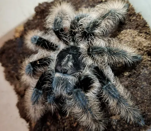 Blue and black "Curly Hair Tarantula" perched on dirt.