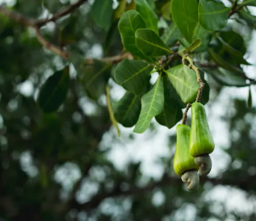 Close-up of two green fruits hanging from a tree with lush leaves.