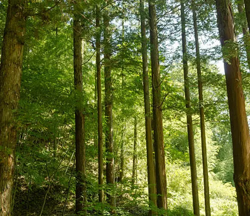 Tall trees with green foliage in a dense forest lit by sunlight.